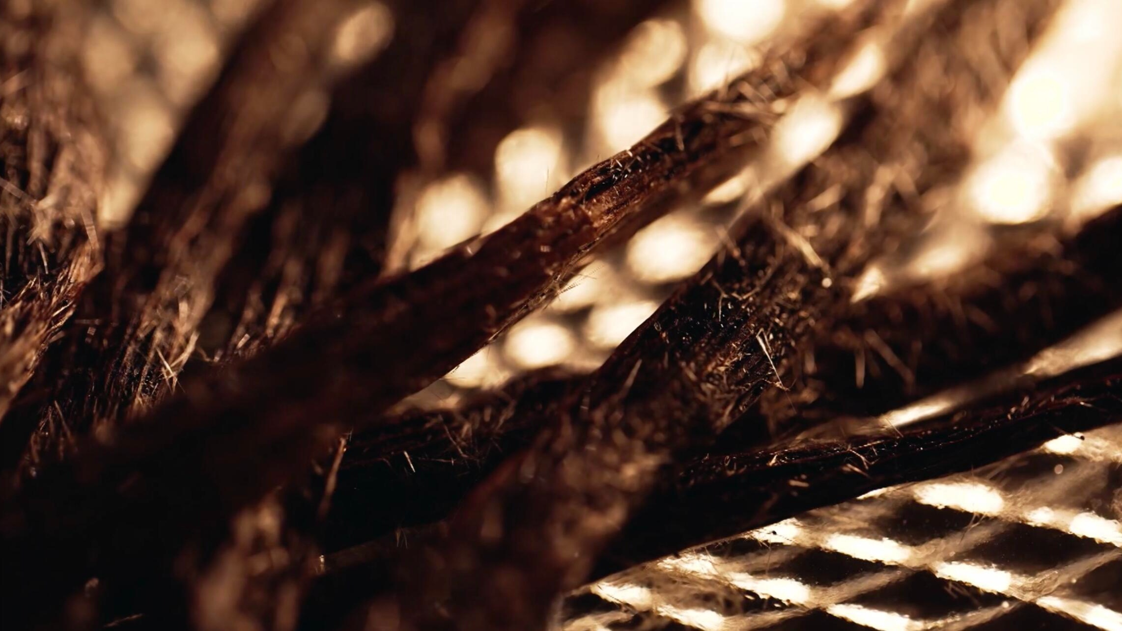 Histoire d’une petite gousse noire